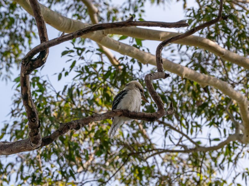 Rosa-Tranquil Retreat Near Malua Bay Beach