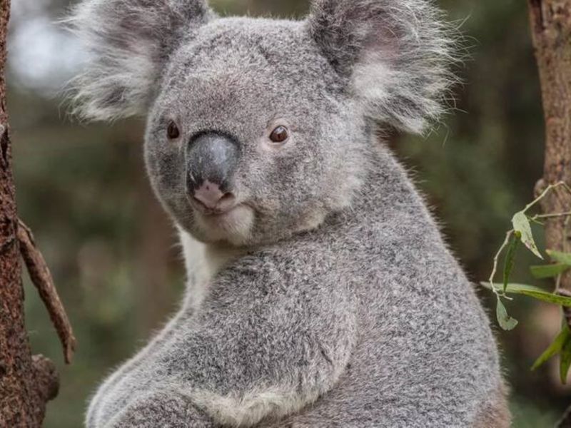 National Zoo and Aquarium