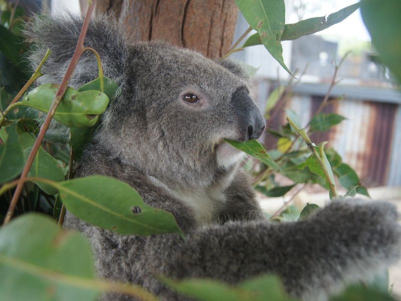 Hunter Valley Wildlife Park