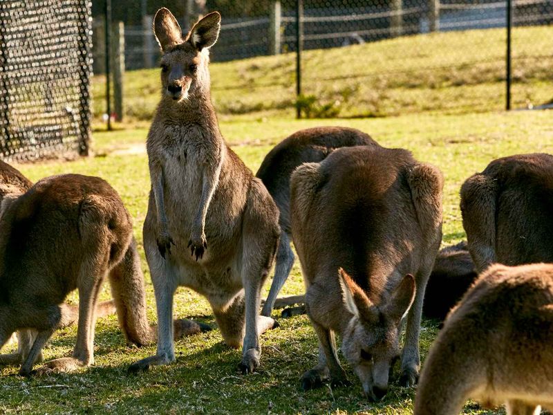 Symbio Wildlife Park Helensburgh