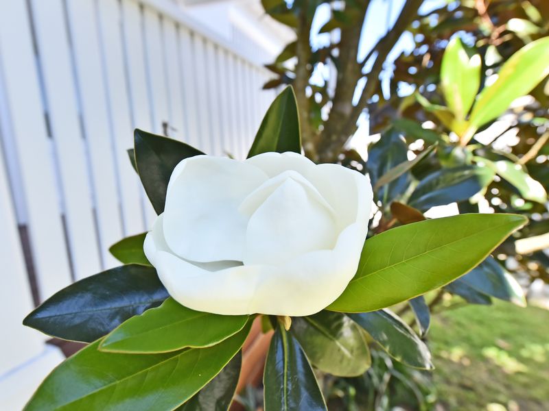 Merewether House 1910 – Iconic and Luxury Home