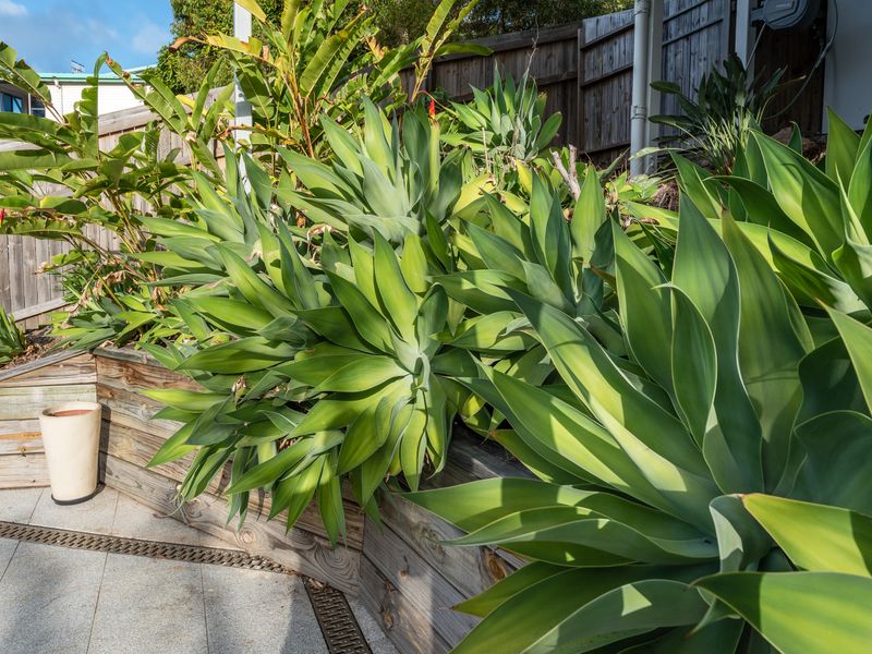 Green foliage framing the private deck