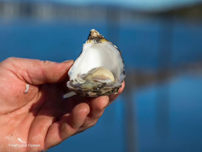 Fresh local oysters from nearby coastal spots.