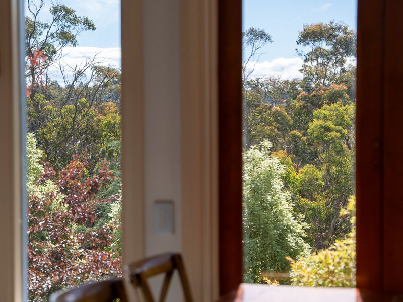 Peaceful window view overlooking lush native trees.