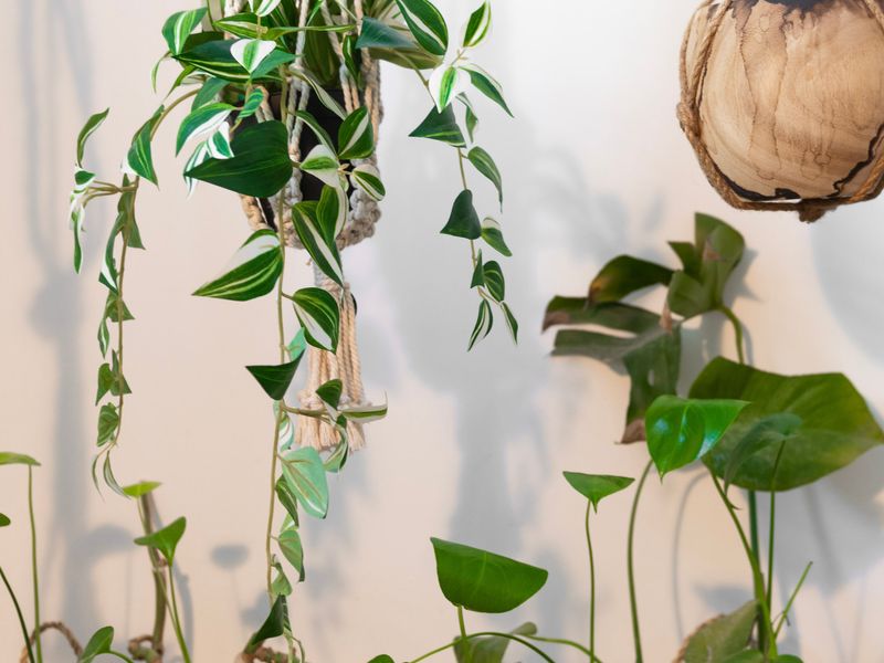 Bright interior details with contemporary shelving and natural accents.