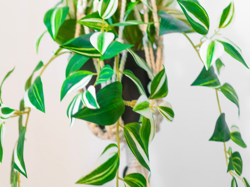 Lush indoor greenery adds a fresh and calming touch to the living space.