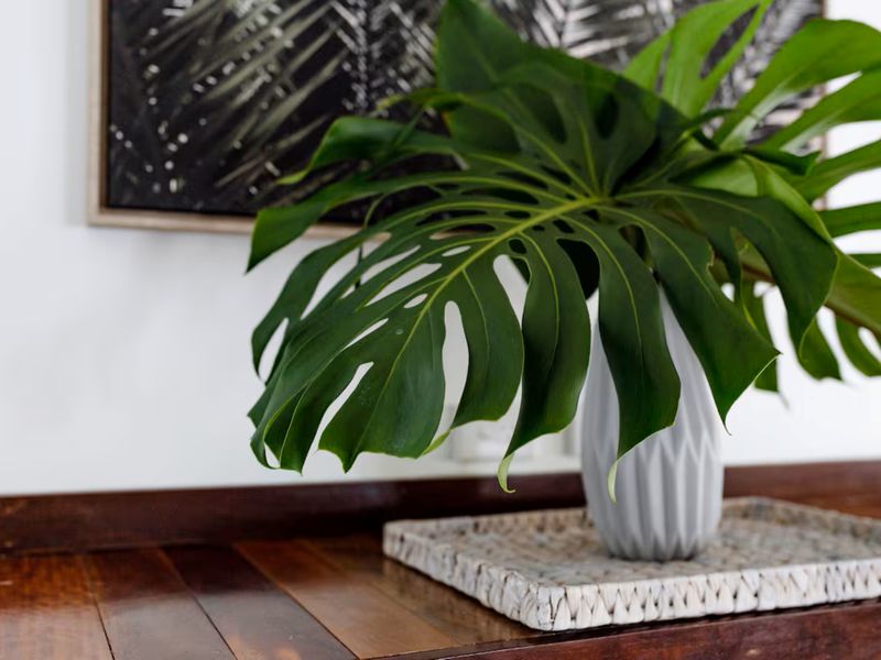 Lush indoor greenery bringing a fresh and vibrant feel to the home.