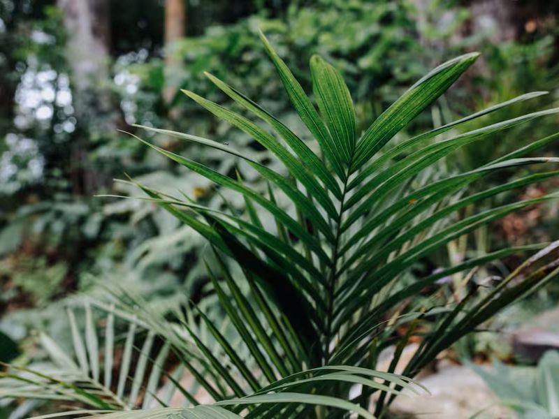 It’s all in the botanical details