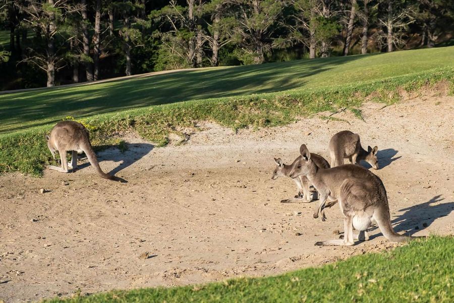 Villa 27 Kangaroo Valley Golf Course, Kangaroo Valley