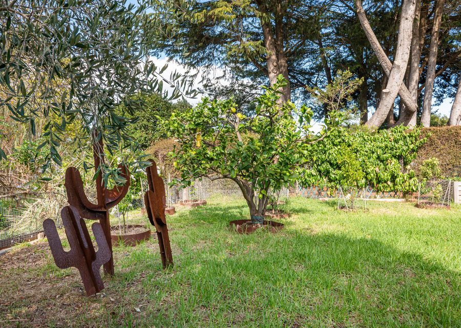 Fruit trees, rasberry bush and vegie boxes too