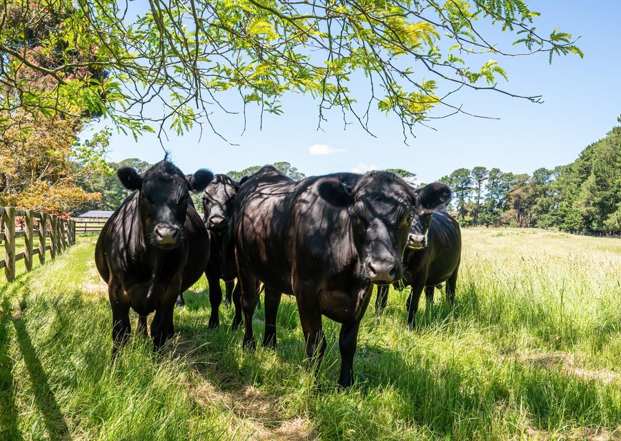 The Manor – Woodman Estate