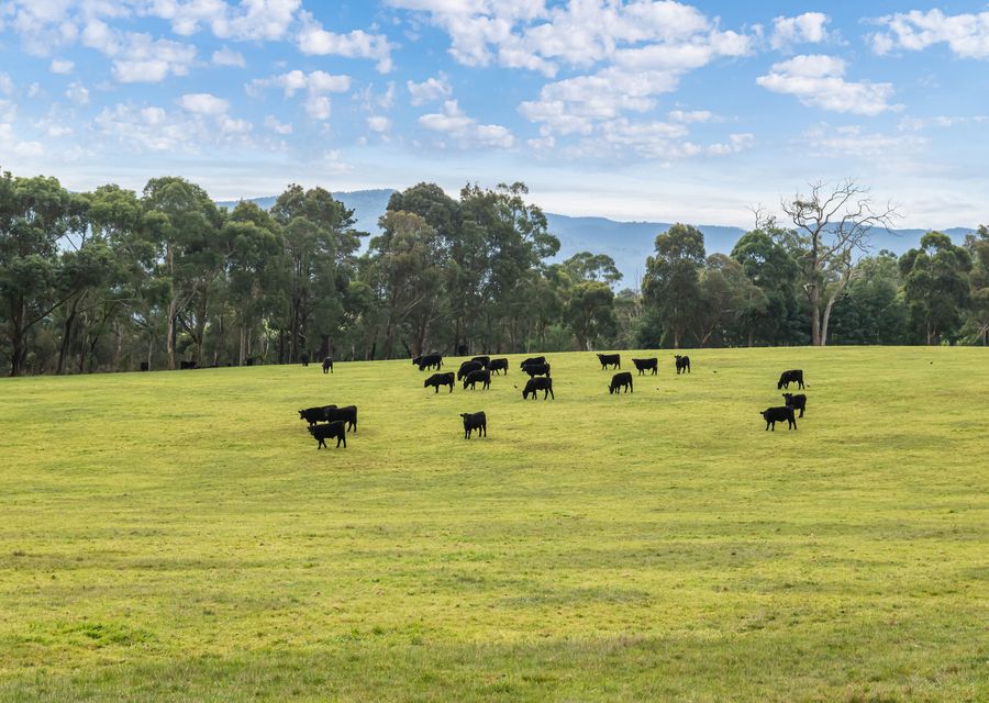 Mysa Homestead
