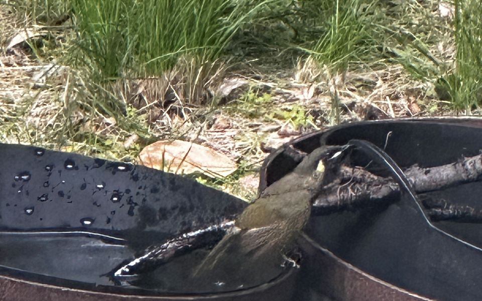 Bird Life at For Rest