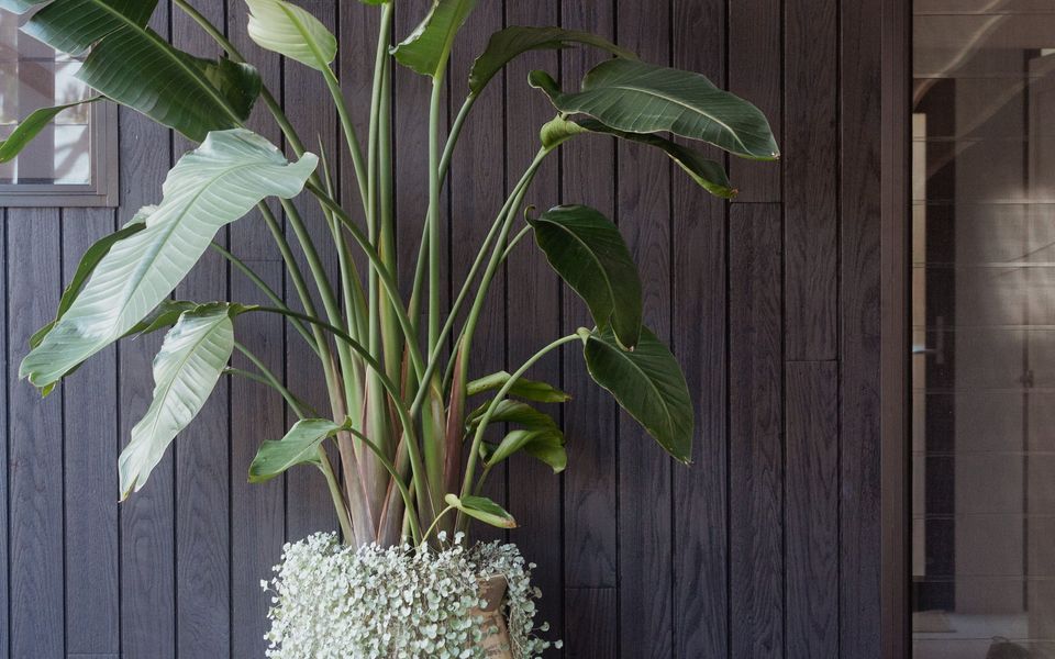 Bannister Head Brilliance