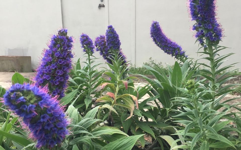 The Blue House at Durras