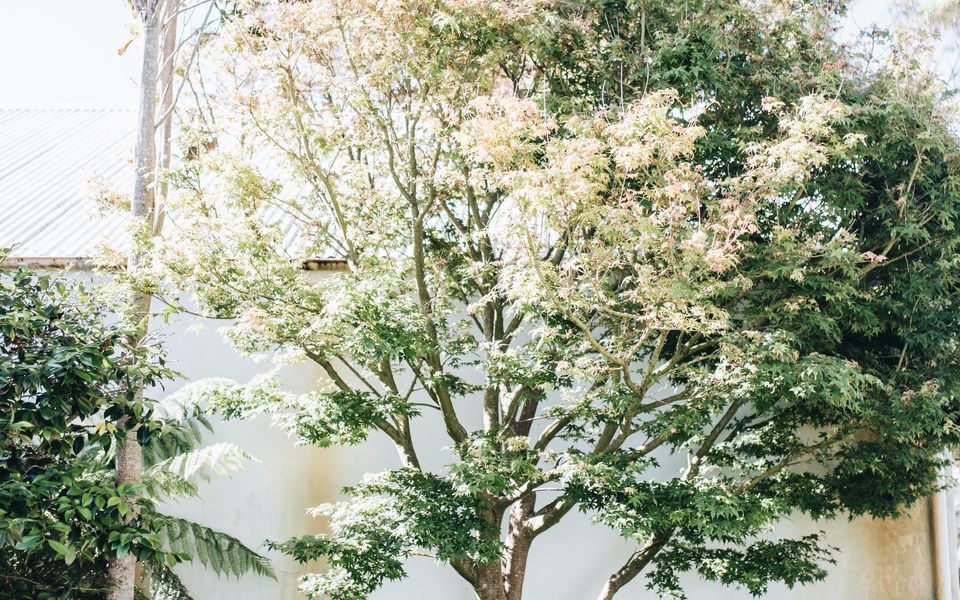 Hyams Beachfront Shack