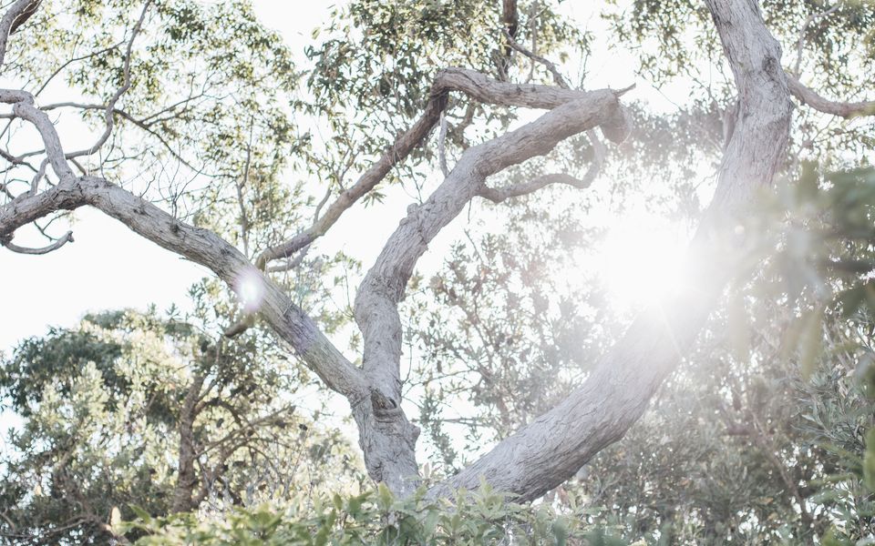 Hyams Beachfront Shack