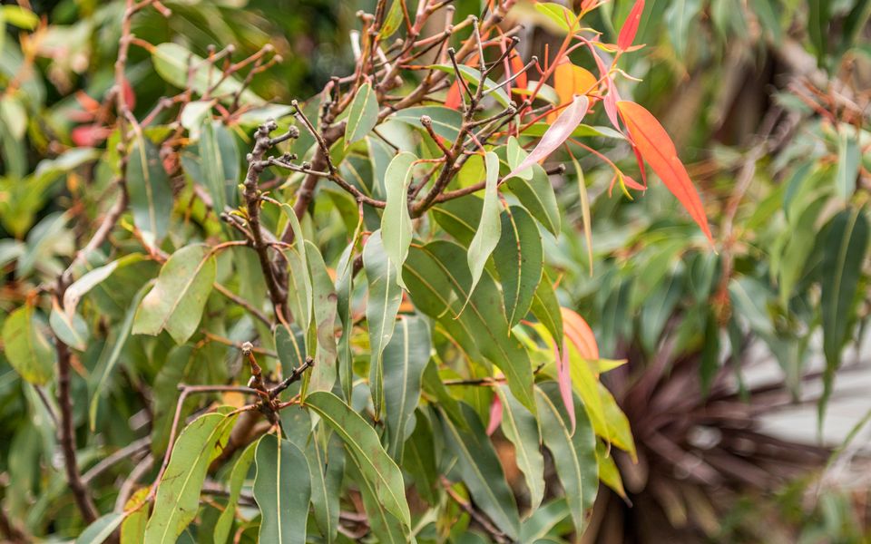 Blue Lagoon Jervis Bay