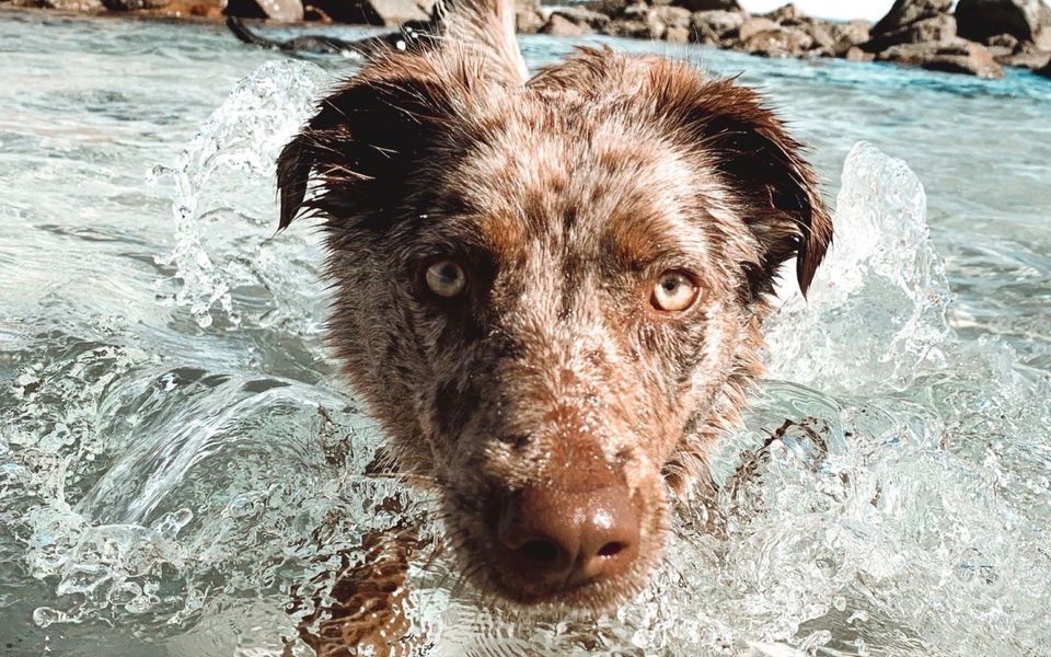 CLIPPERS 1 | Pet Friendly