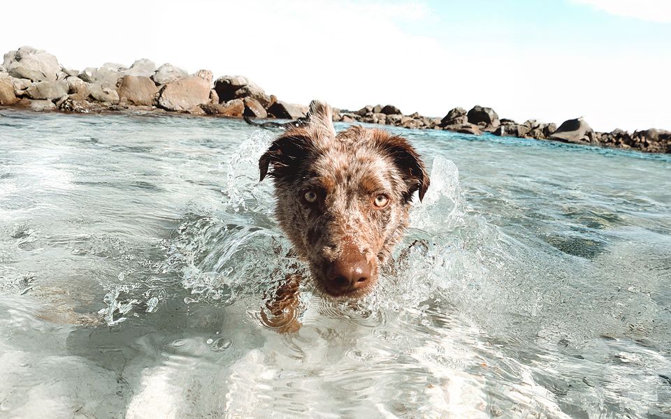 BEACHSIDE 24 | Pet Friendly Holiday Home