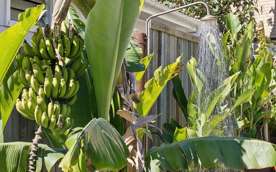PAPERBARK | Angourie Oasis