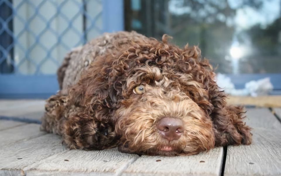 CONVENT COTTAGE | Pet friendly home in the center of town