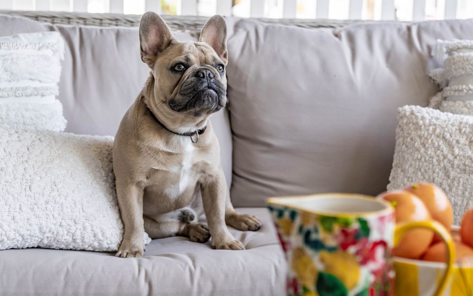 THE ELKS | Pet Friendly Home in Town