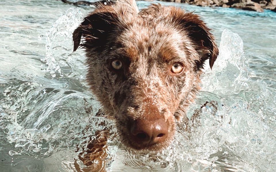 SHARON – Pet Friendly Beach Cottage in Town