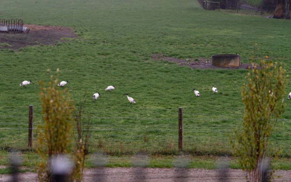 Pepper Paddocks - Warehouse meets Farm Winter Special - stay 2 or more nights and get an extra night for Free ! Available May 2026 - August 2026