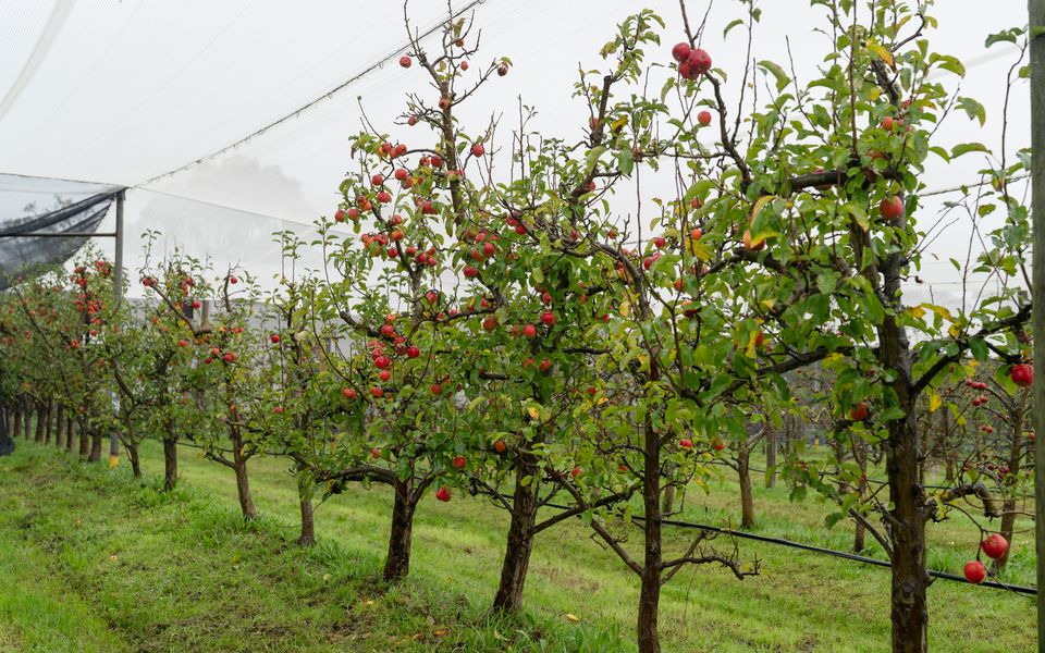 Pepper Paddocks - Warehouse meets Farm Winter Special - stay 2 or more nights and get an extra night for Free ! Available May 2026 - August 2026
