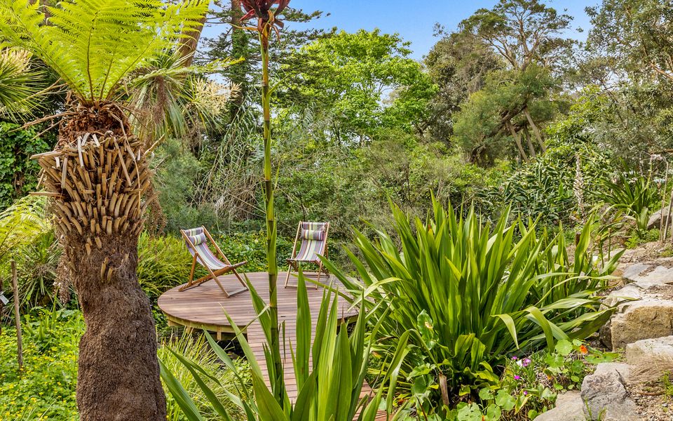 Coastal Banksia - Mt Martha