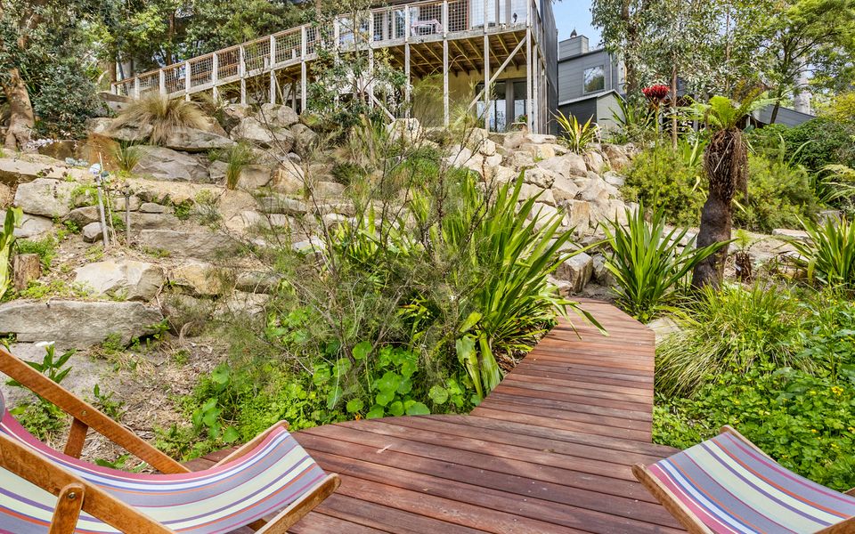 Coastal Banksia - Mt Martha