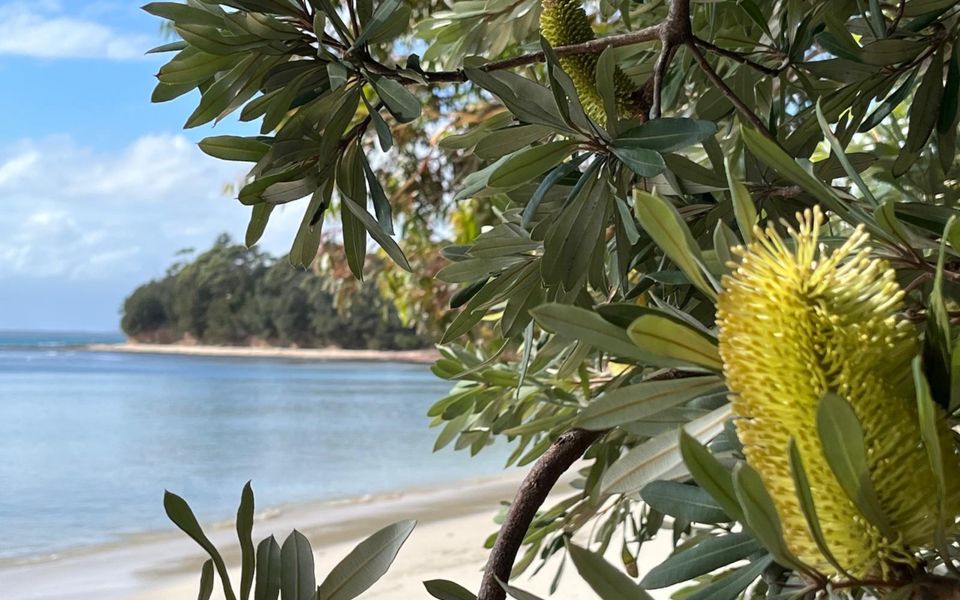 Eli1/393 – Banksia on Blenheim by Experience Jervis Bay