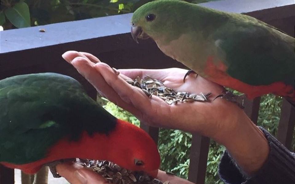 Eli365 – Alva Lee by Experience Jervis Bay