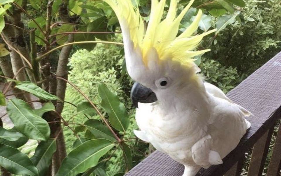 Eli365 – Alva Lee by Experience Jervis Bay