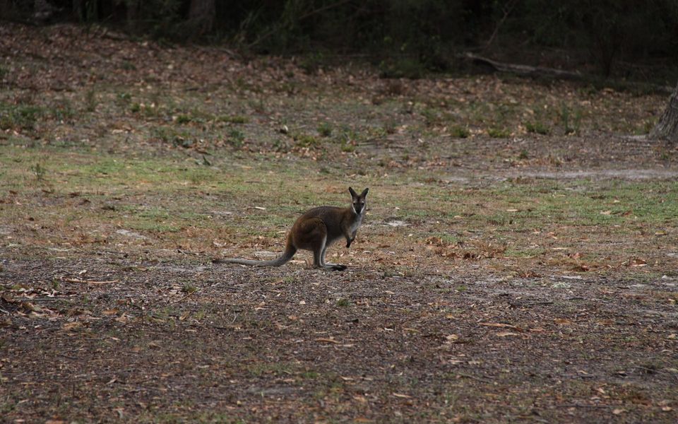 Pindari – Tiny Home Kangaroo Valley