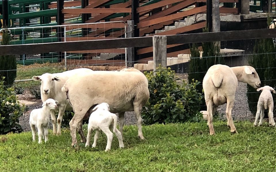 The Dairy – Sojourn Kangaroo Valley