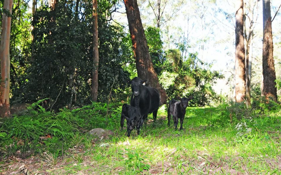 Alcheringa Cottage – Amazing Location with views!