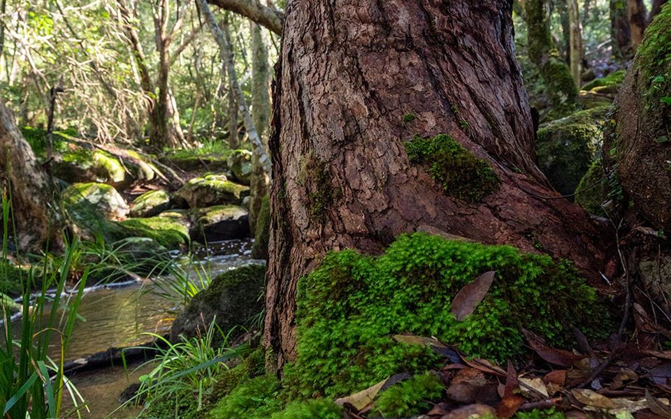 The Hollows – Kangaroo Valley
