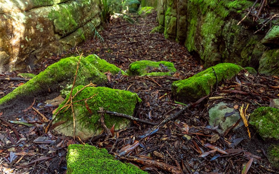 The Hollows – Kangaroo Valley