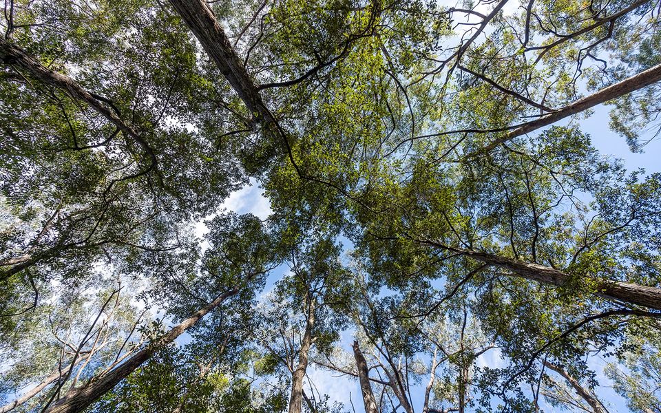 The Hollows – Kangaroo Valley