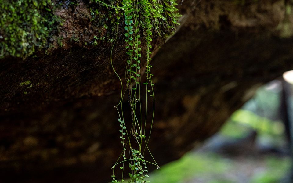 The Hollows – Kangaroo Valley