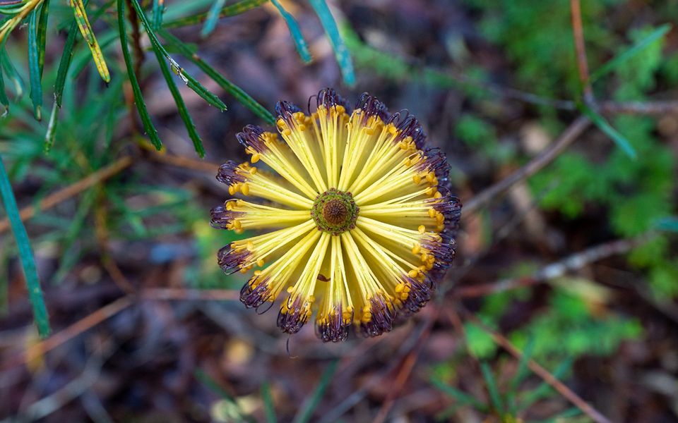 The Hollows – Kangaroo Valley