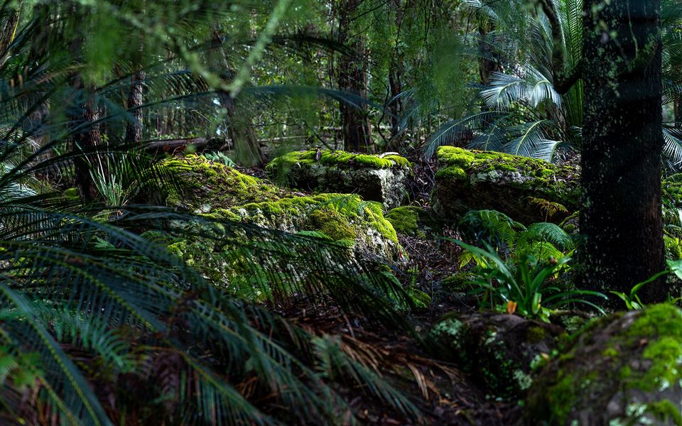 The Hollows – Kangaroo Valley