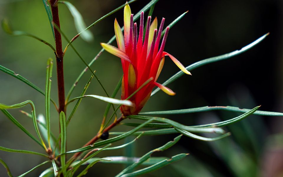 The Hollows – Kangaroo Valley