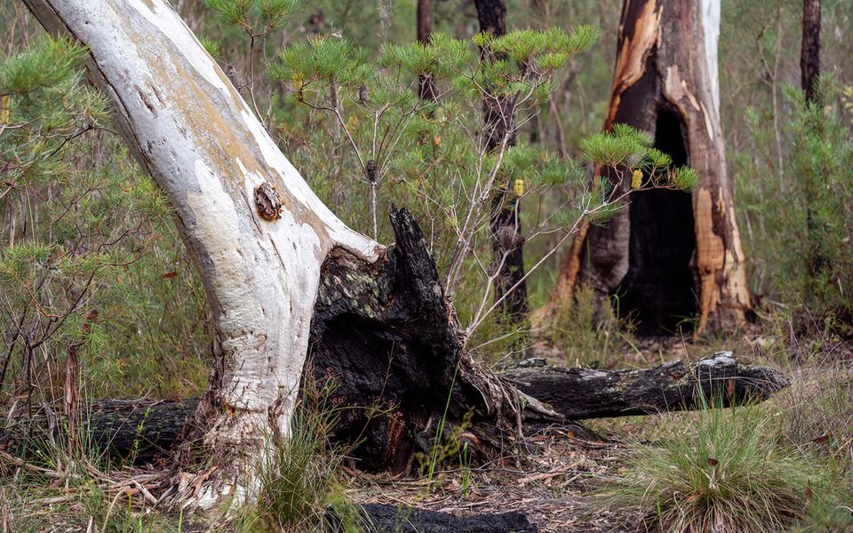 The Hollows – Kangaroo Valley