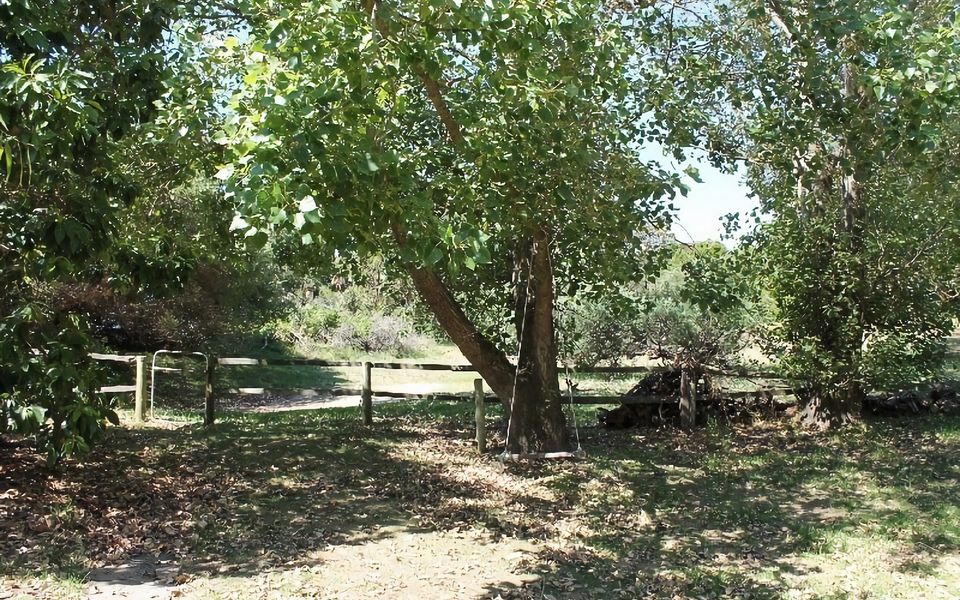 Mature trees in the garden