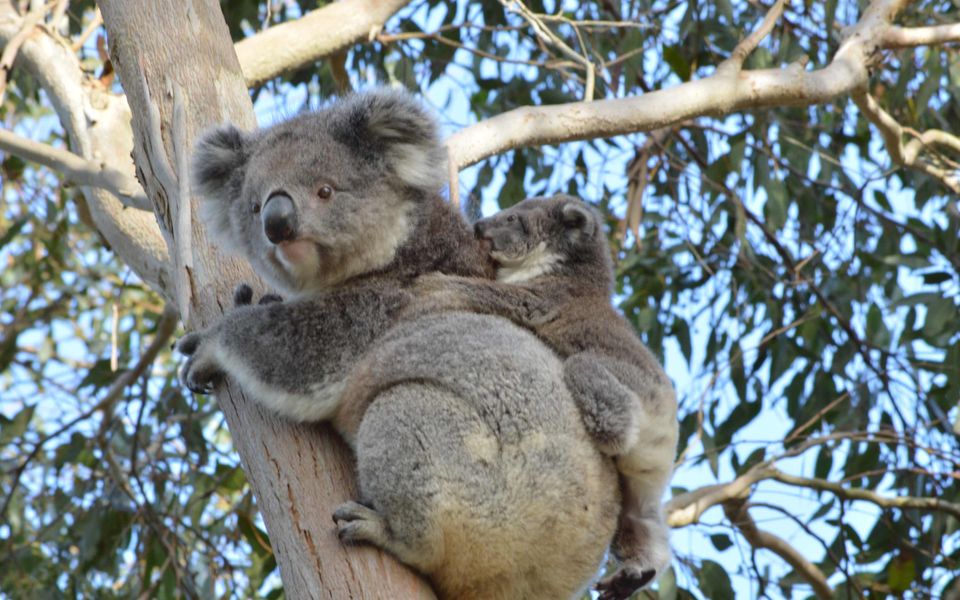 The Vibe Sandy Point