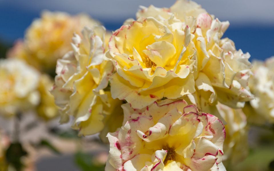 Beachside at Normanville – 7 Ronald Street