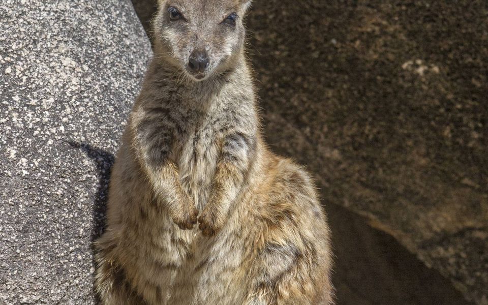 Alma Bay Holiday Unit 2 - Wallaby